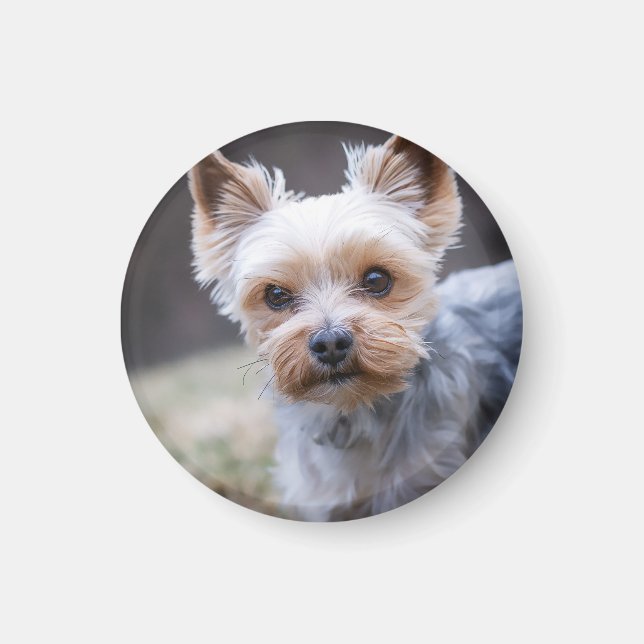Yorkshire terrier, Dog, Pet Magnet (Front)