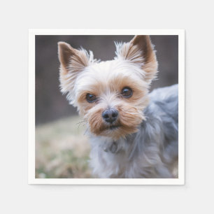 Yorkshire terrier, Dog, Pet Napkin