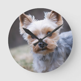 Yorkshire terrier, Dog, Pet Round Clock