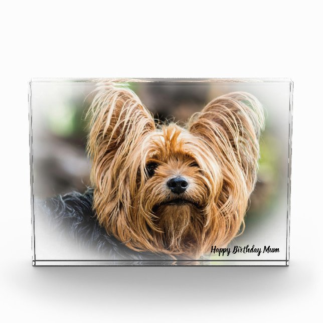 Yorkshire Terrier Dog. Photo Block (Front)