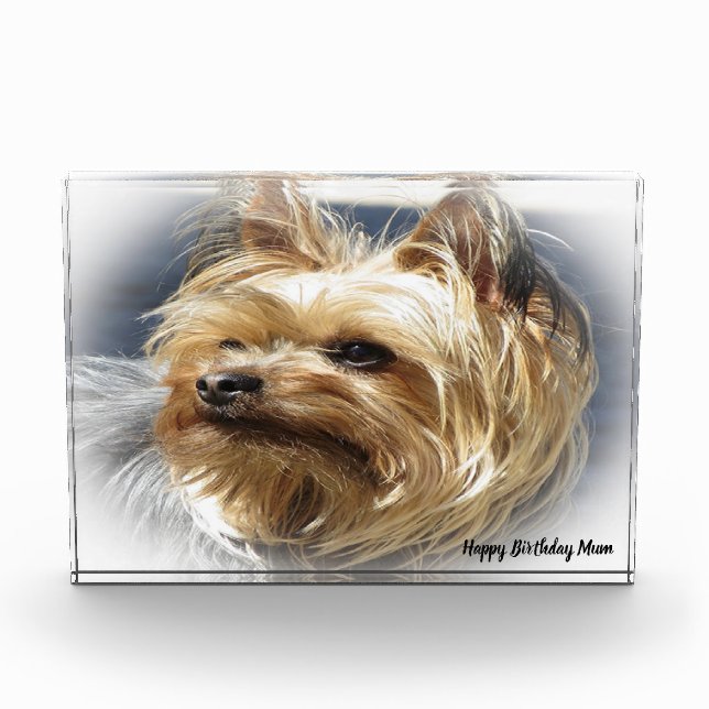 Yorkshire Terrier Dog. Photo Block (Front)