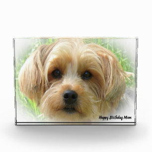 Yorkshire Terrier Dog. Photo Block