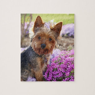 Yorkshire Terrier dog pretty photo jigsaw puzzle