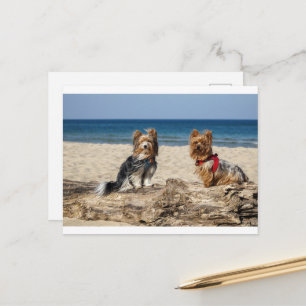 yorkshire-terrier group on beach postcard