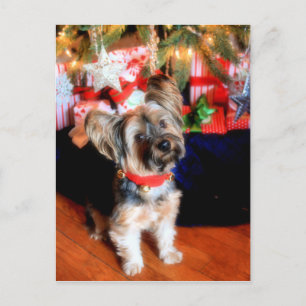 Yorkshire Terrier in bell collar with Christmas Holiday Postcard