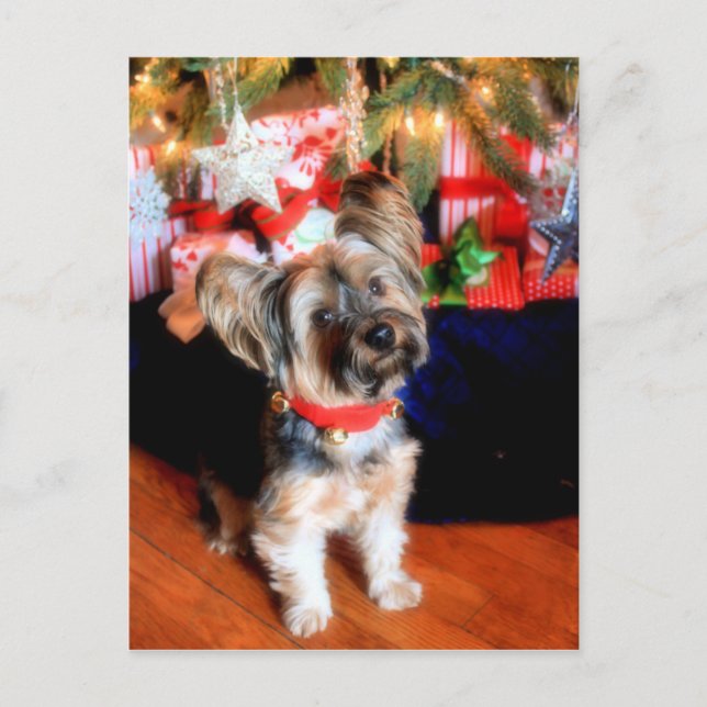Yorkshire Terrier in bell collar with Christmas Holiday Postcard (Front)