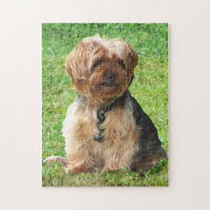 Yorkshire Terrier in Park Jigsaw Puzzle
