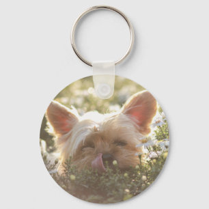 Yorkshire Terrier Laying in Sun licking lips Key Ring