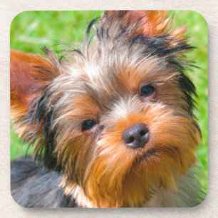 Yorkshire Terrier looking up Coaster