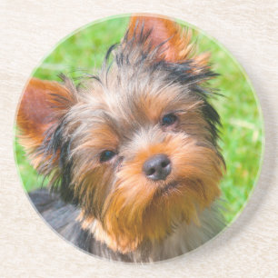 Yorkshire Terrier looking up Coaster