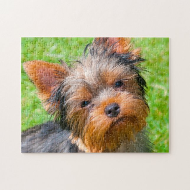 Yorkshire Terrier looking up Jigsaw Puzzle (Horizontal)