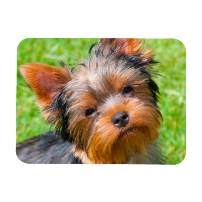 Yorkshire Terrier looking up Magnet (Horizontal)