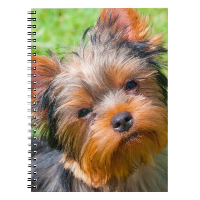 Yorkshire Terrier looking up Notebook (Front)