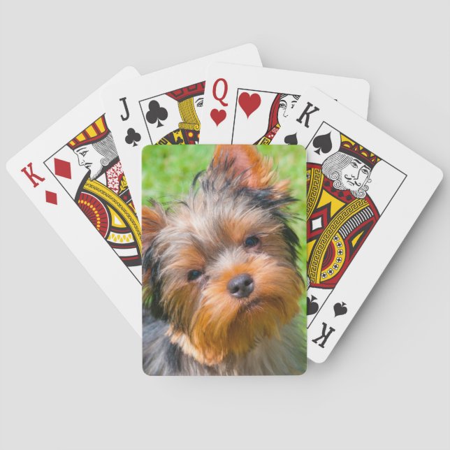 Yorkshire Terrier looking up Playing Cards (Back)