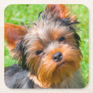 Yorkshire Terrier looking up Square Paper Coaster