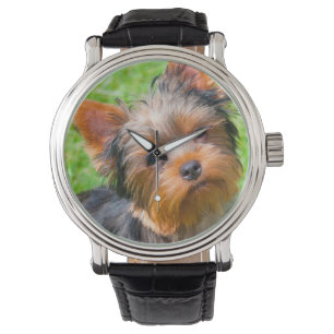 Yorkshire Terrier looking up Watch