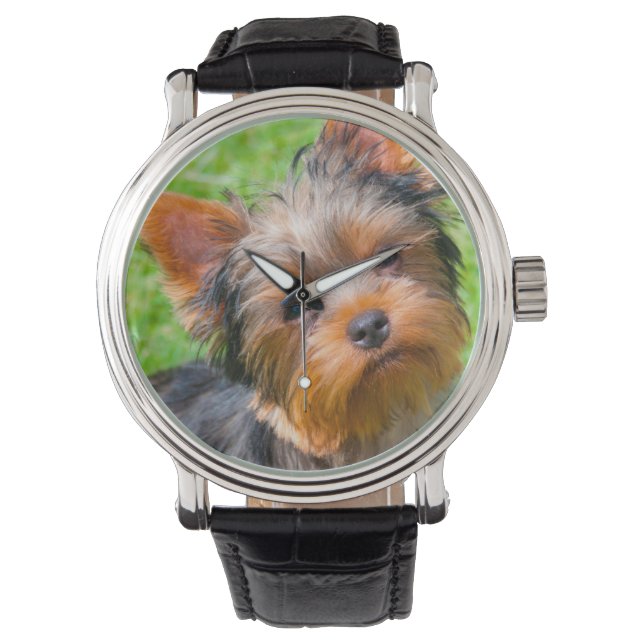 Yorkshire Terrier looking up Watch (Front)