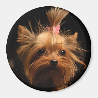Yorkshire Terrier Magnet