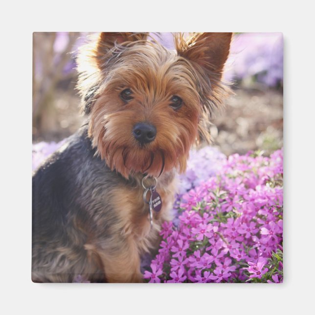 Yorkshire Terrier Magnet (Front)