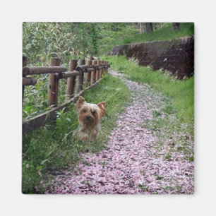 Yorkshire Terrier Magnet