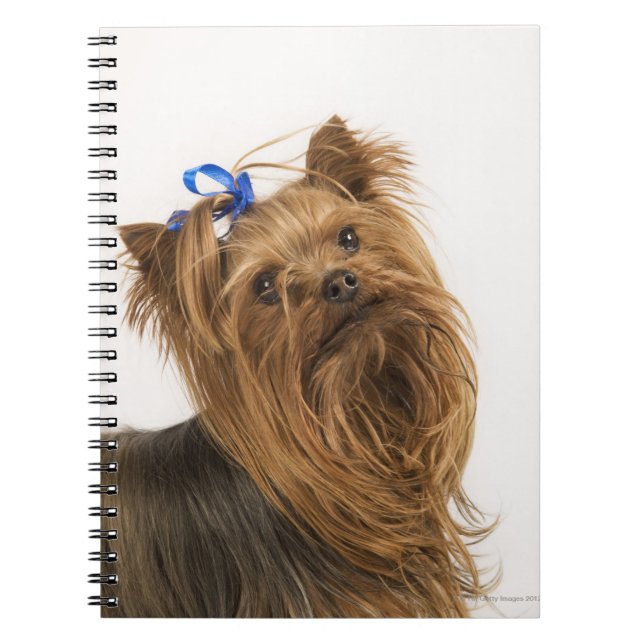 Yorkshire Terrier Notebook (Front)