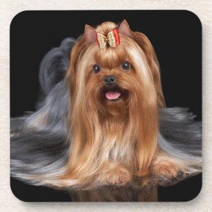 Yorkshire Terrier on black Coaster