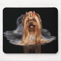 Yorkshire Terrier on black