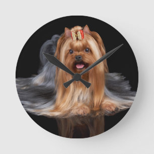 Yorkshire Terrier on black Round Clock