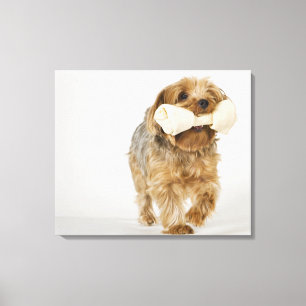 Yorkshire Terrier on white background walking Canvas Print