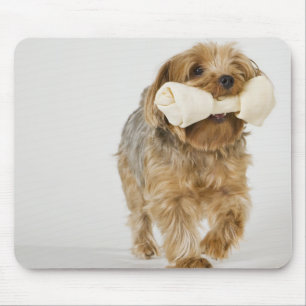 Yorkshire Terrier on white background walking Mouse Mat
