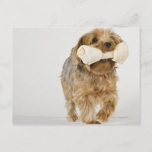 Yorkshire Terrier on white background walking Postcard