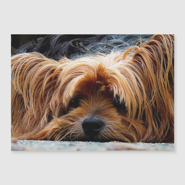 Yorkshire Terrier Photo Metallic Card (Front)