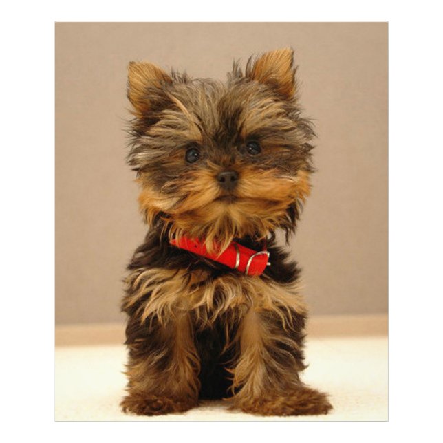 Yorkshire Terrier Photo Print (Front)