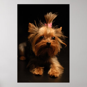 Yorkshire Terrier Portrait Poster