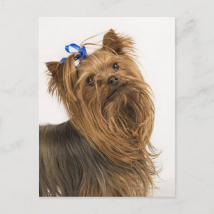 Yorkshire Terrier Postcard