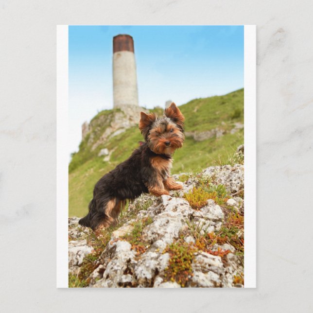 Yorkshire Terrier Postcard (Front)
