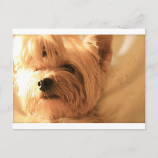 Yorkshire Terrier Postcard