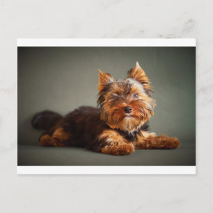 Yorkshire Terrier Postcard