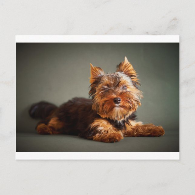 Yorkshire Terrier Postcard (Front)