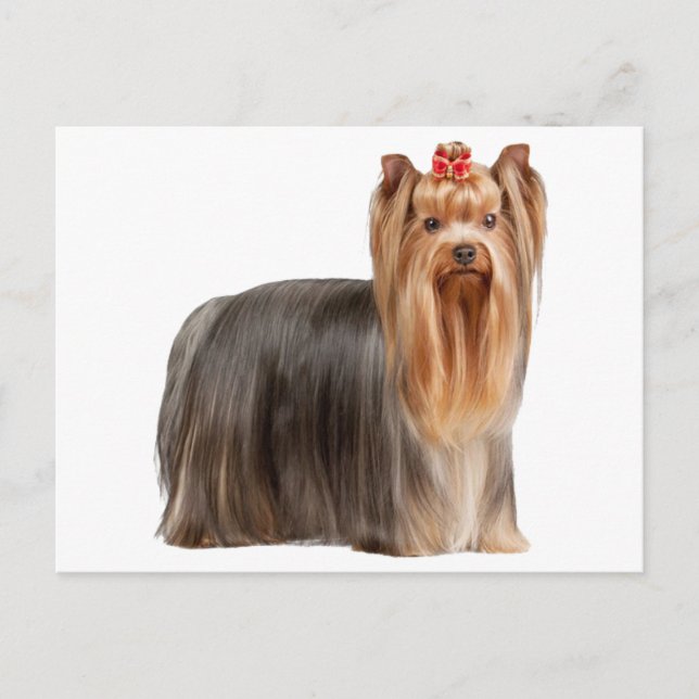 Yorkshire Terrier Postcard (Front)