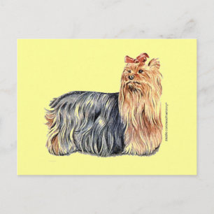 Yorkshire Terrier Postcard