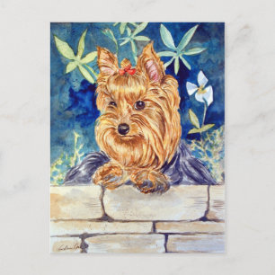 Yorkshire Terrier Postcard