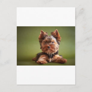 Yorkshire Terrier Postcard
