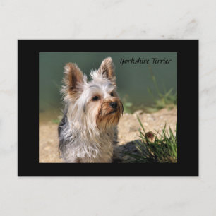 Yorkshire Terrier Postcard