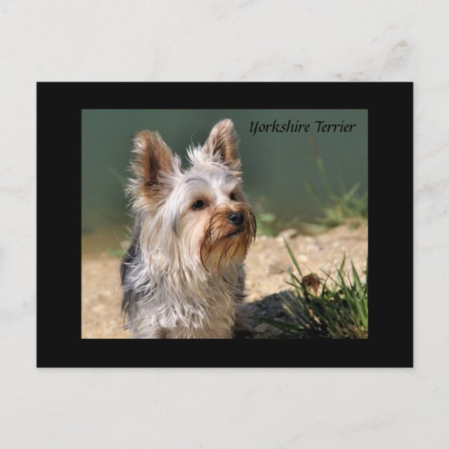 Yorkshire Terrier Postcard (Front)