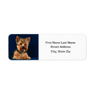 Yorkshire Terrier Puppy