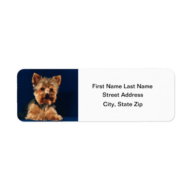 Yorkshire Terrier Puppy (Front)
