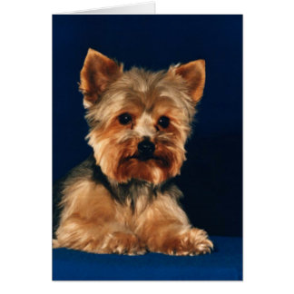 Yorkshire Terrier Puppy