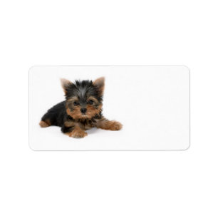 Yorkshire Terrier Puppy Address Label