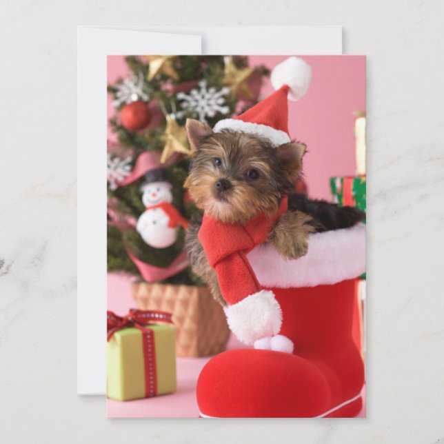 Yorkshire Terrier Puppy and Christmas Holiday Card (Front)
